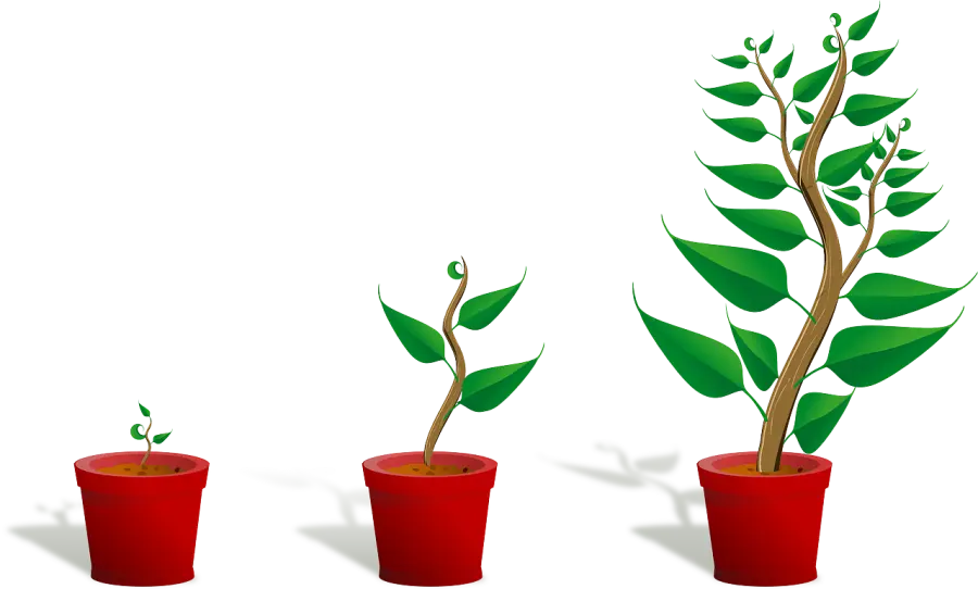 Come liberarsi dai pidocchi delle piante