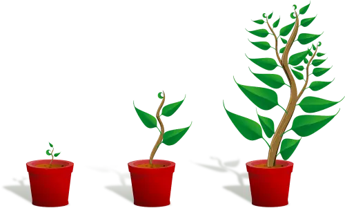 Come liberarsi dai pidocchi delle piante