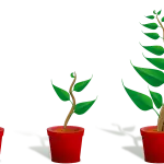 Come liberarsi dai pidocchi delle piante